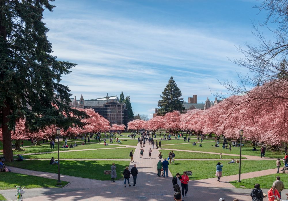 Pink cherry tree blossoms blooming on the University of Washington Seattle campus in spring
